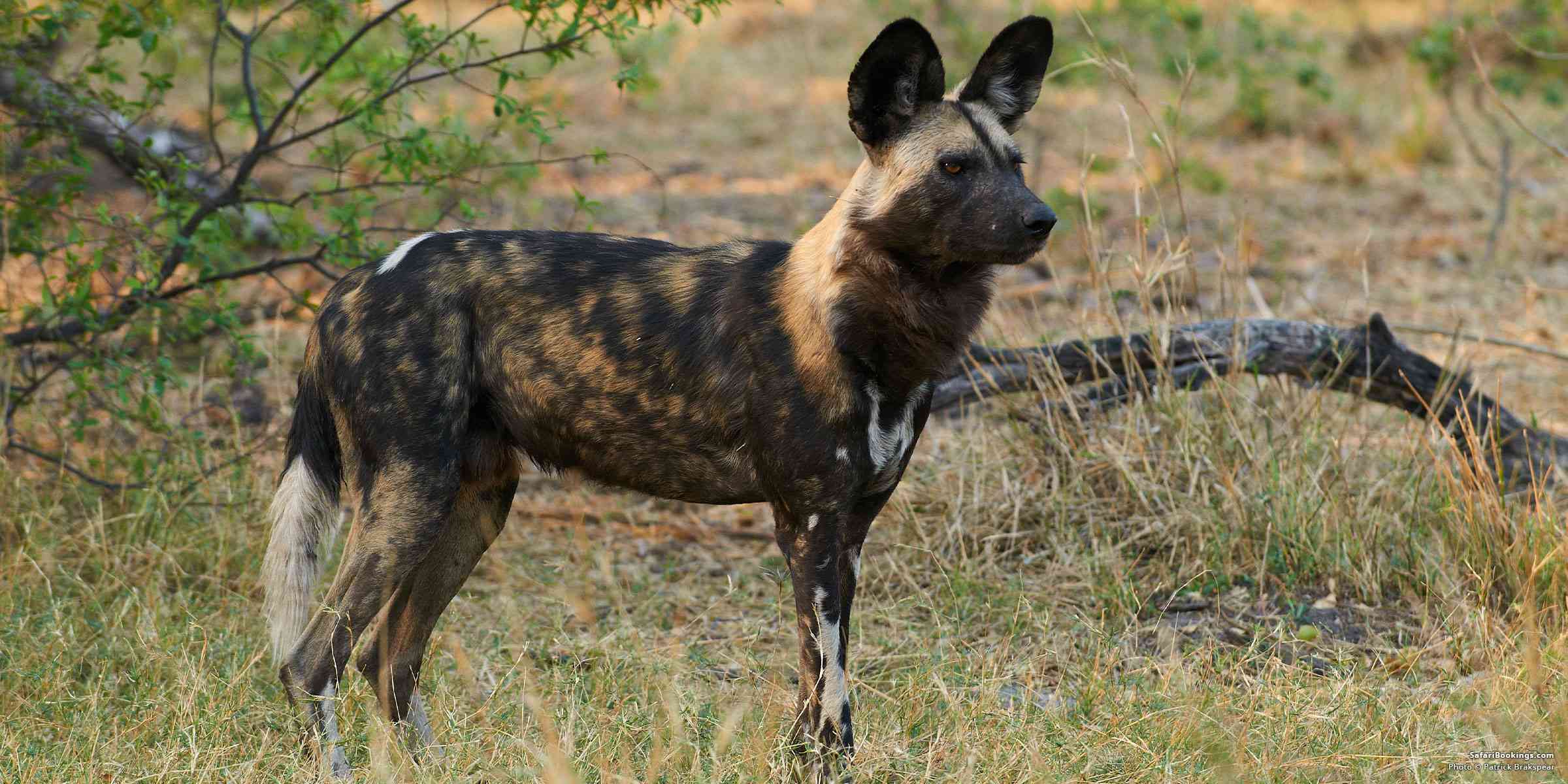 Dar es Salaam – Nyerere National Park | Transfer & Boat Safari Experience
