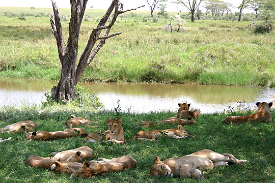 Karatu → Ngorongoro Crater | Big Five Safari Experience