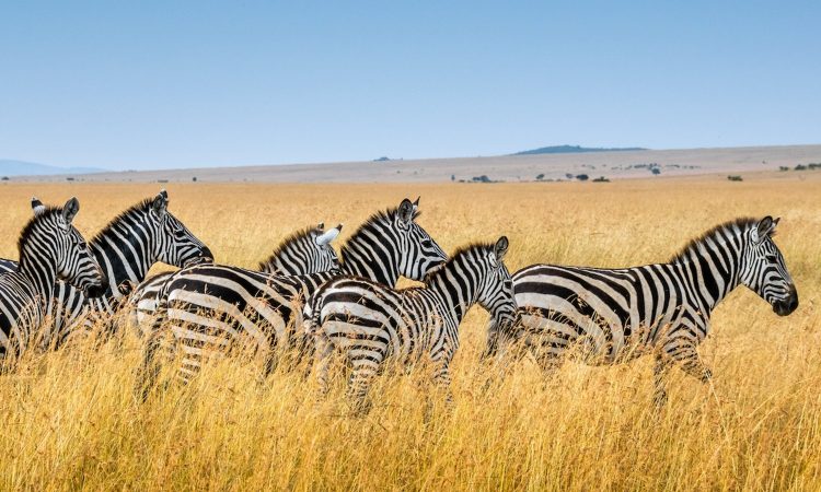 Full-Day Game Drive | Mikumi Plains