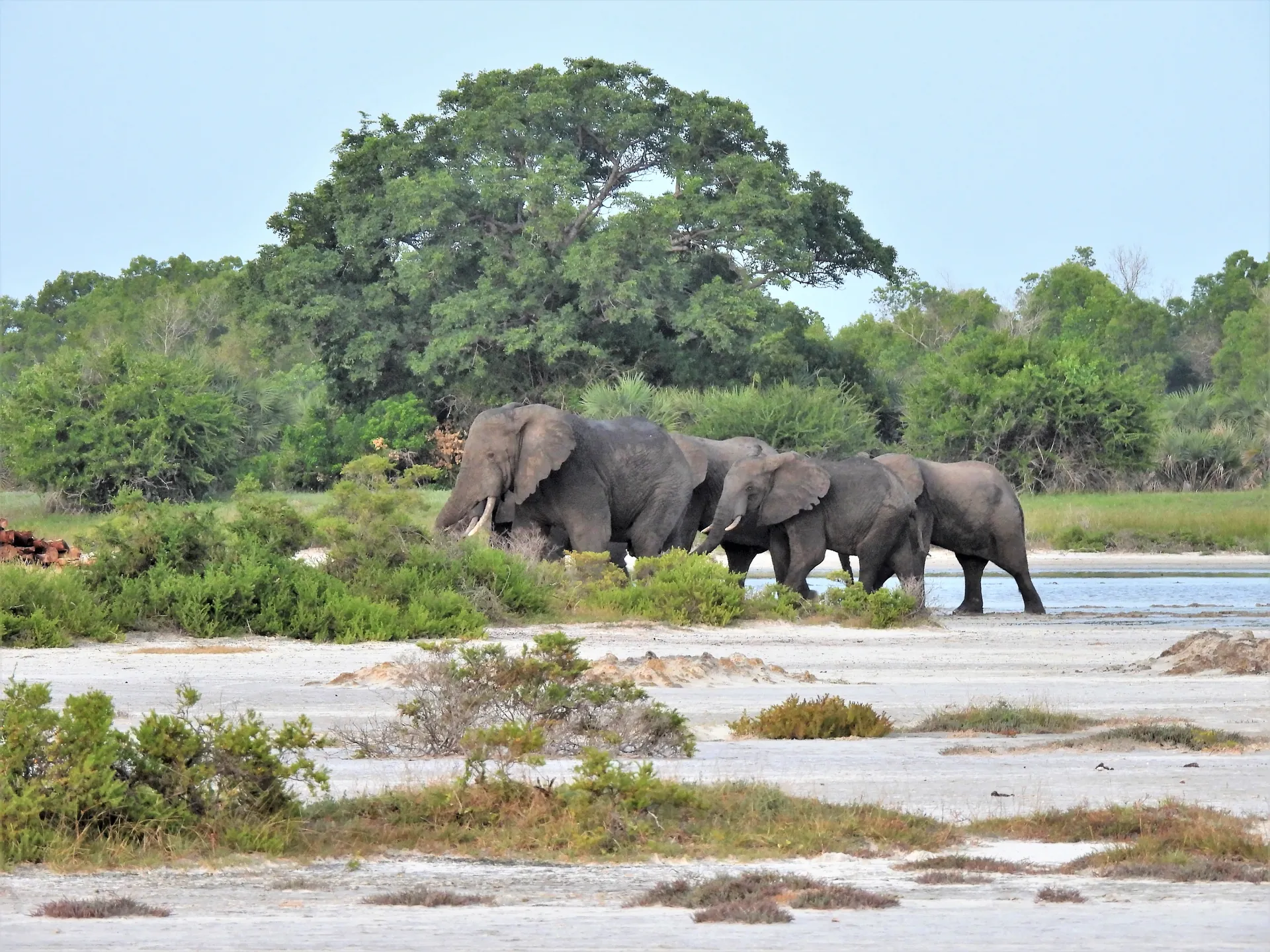 Morning Game Drive – Wami River Boat Safari – Return to Dar es Salaam