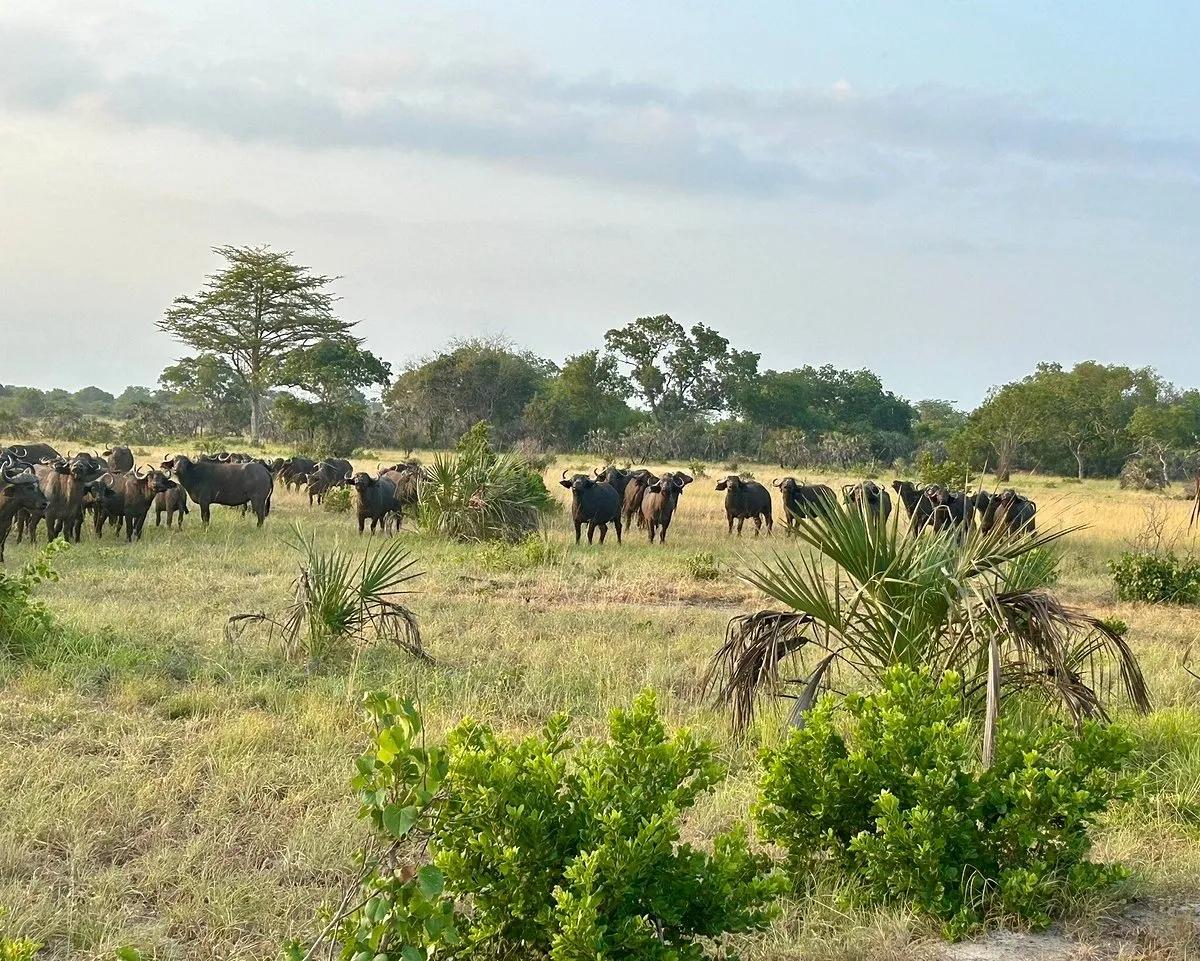 Dar es Salaam → Saadani National Park | Bush Meets Beach Safari