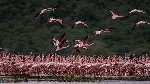 Lake Natron | Flamingos & Rift Valley Landscapes