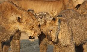 Full Safari Experience | Ruaha National Park