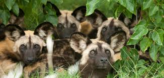 Full-Day Game Drive | Nyerere Wilderness