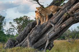 Karatu → Lake Manyara → Arusha | Scenic Forest & Lake Safari