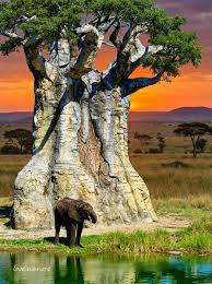 Arusha → Tarangire National Park | Elephant Safari Experience