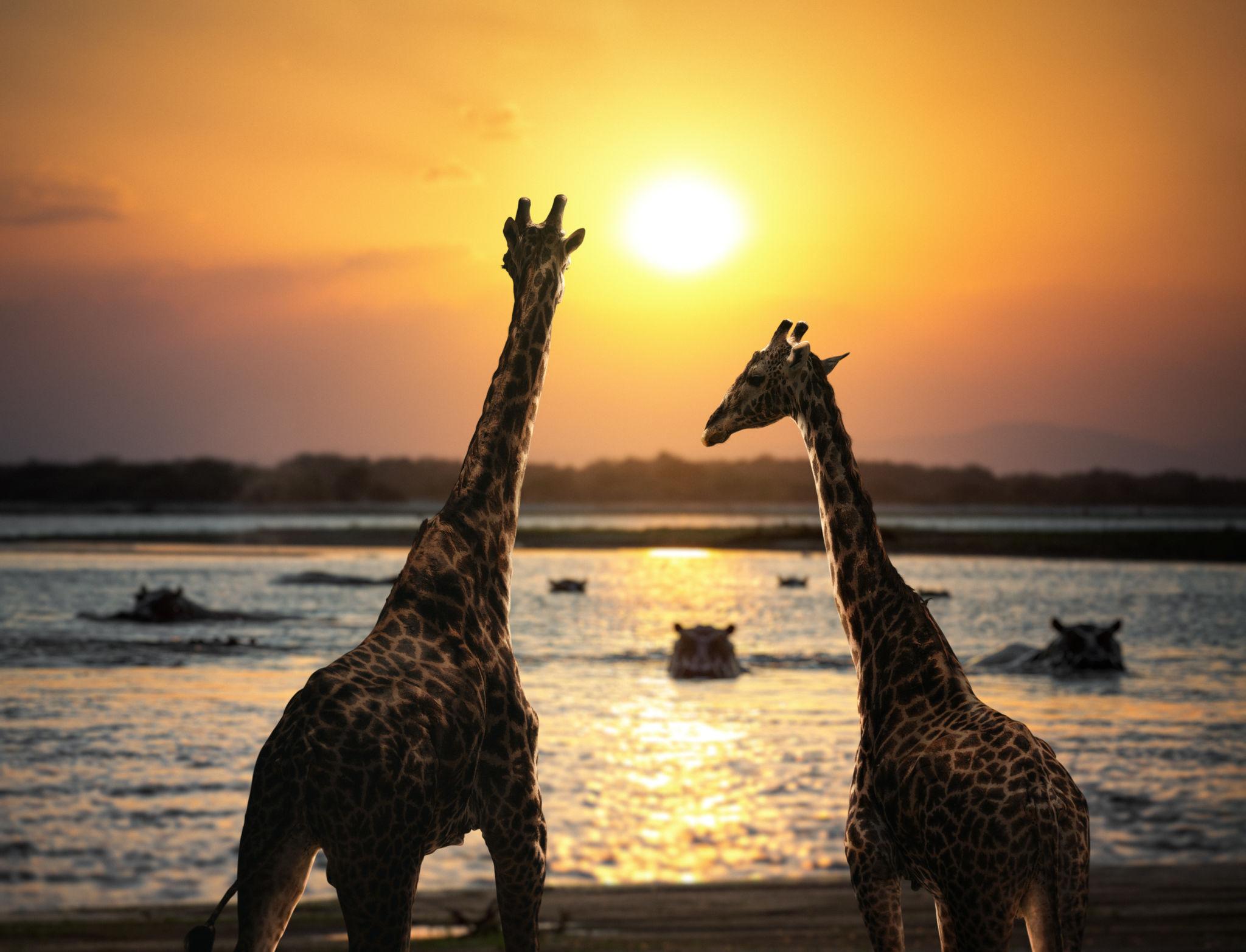 Dar es Salaam → Nyerere National Park | Rufiji River Experience