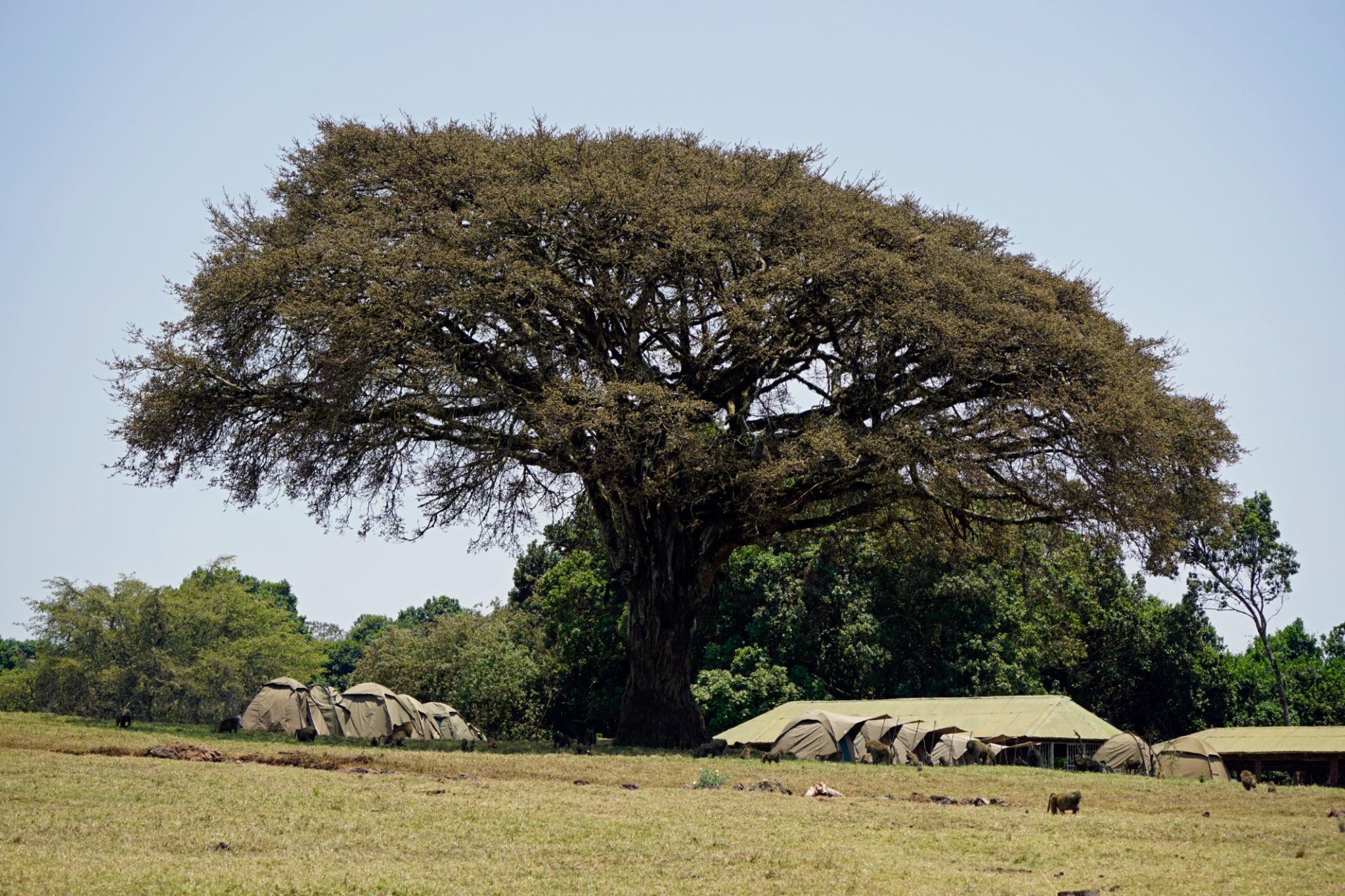 Chada Katavi Camp