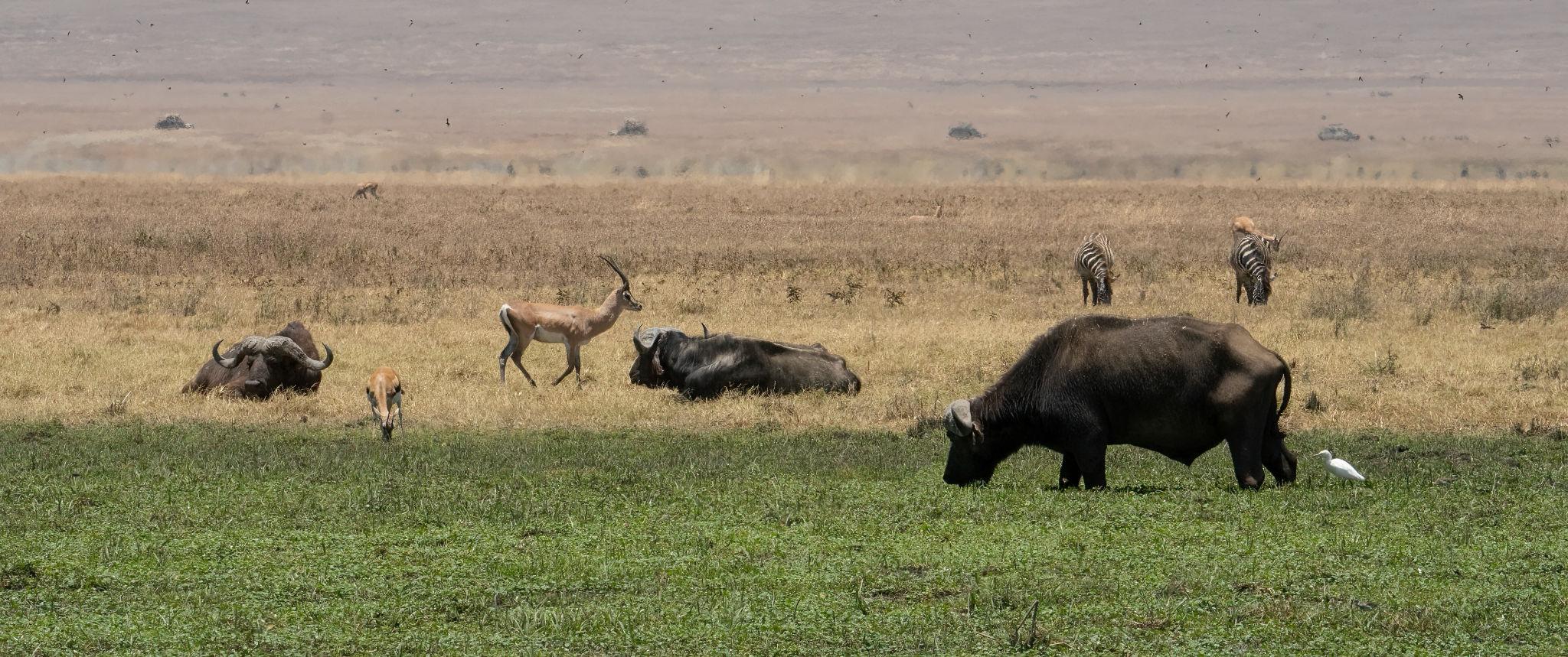 Nyerere National Park | Full Safari Experience