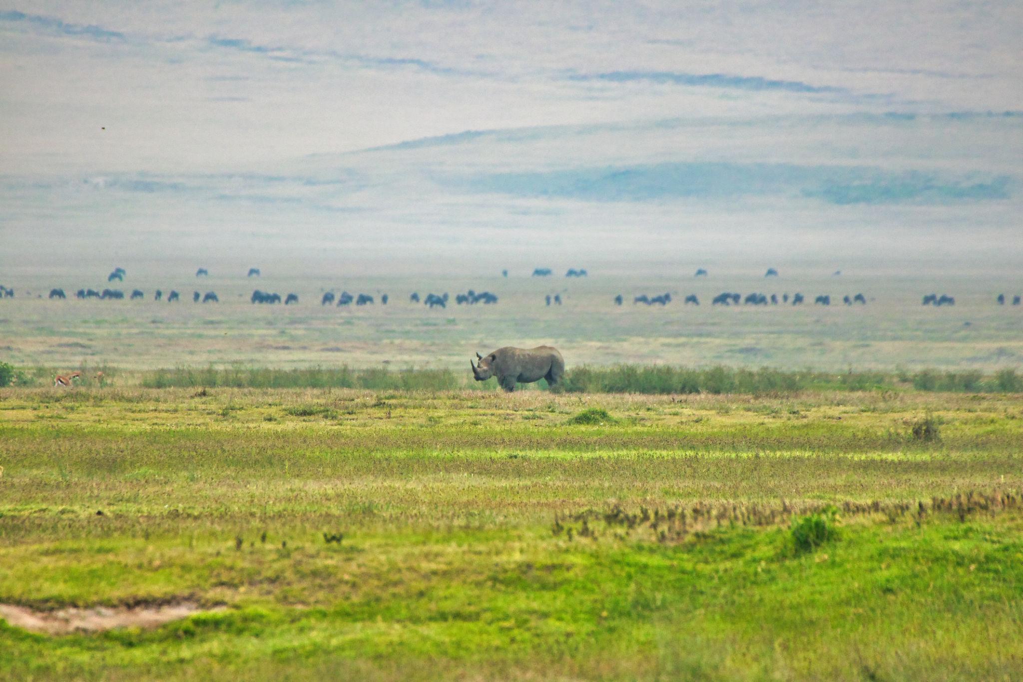 Ngorongoro Crater → Arusha | Final Safari Experience