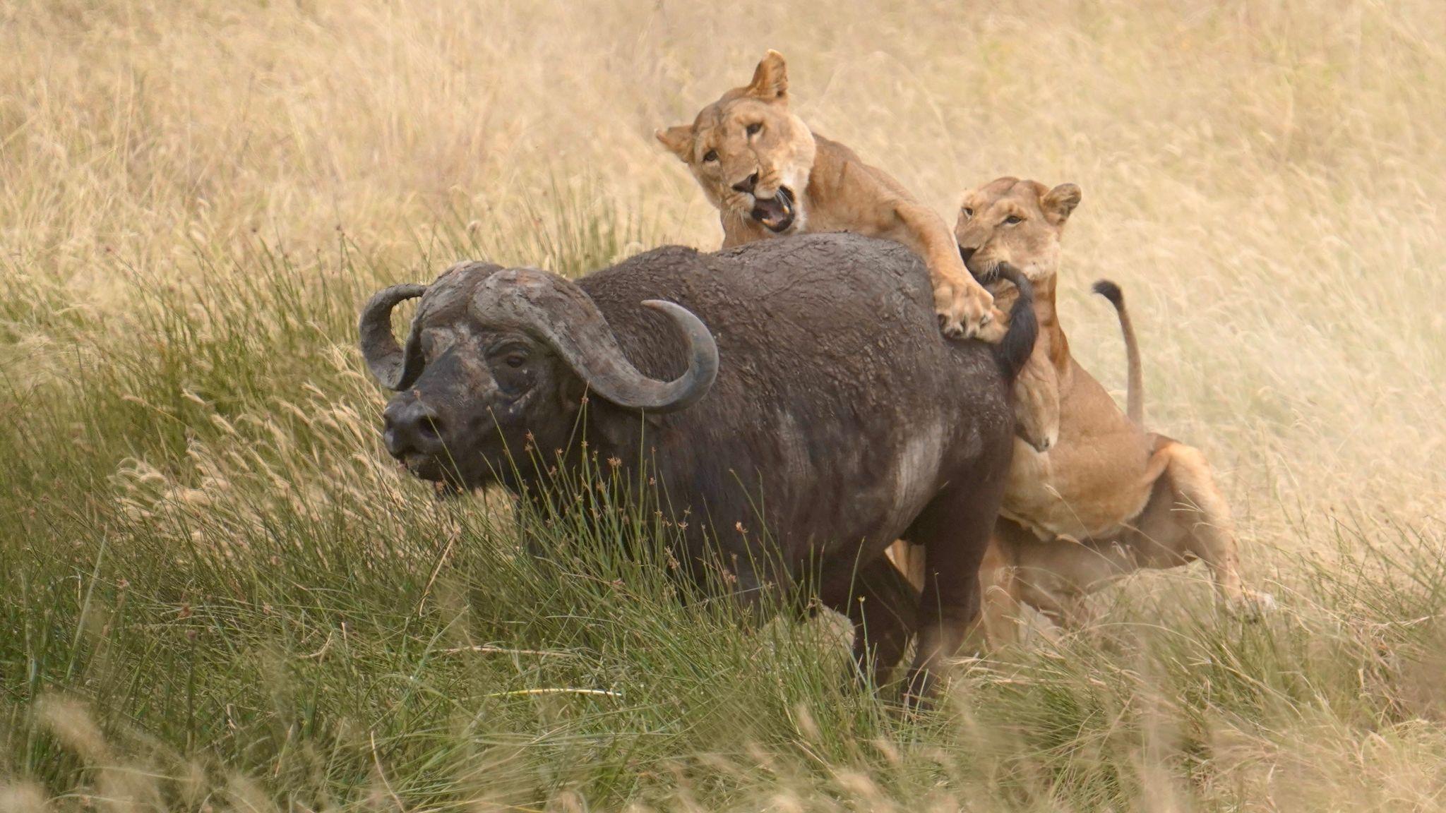 Katavi National Park | 2-Night Remote Wilderness Experience