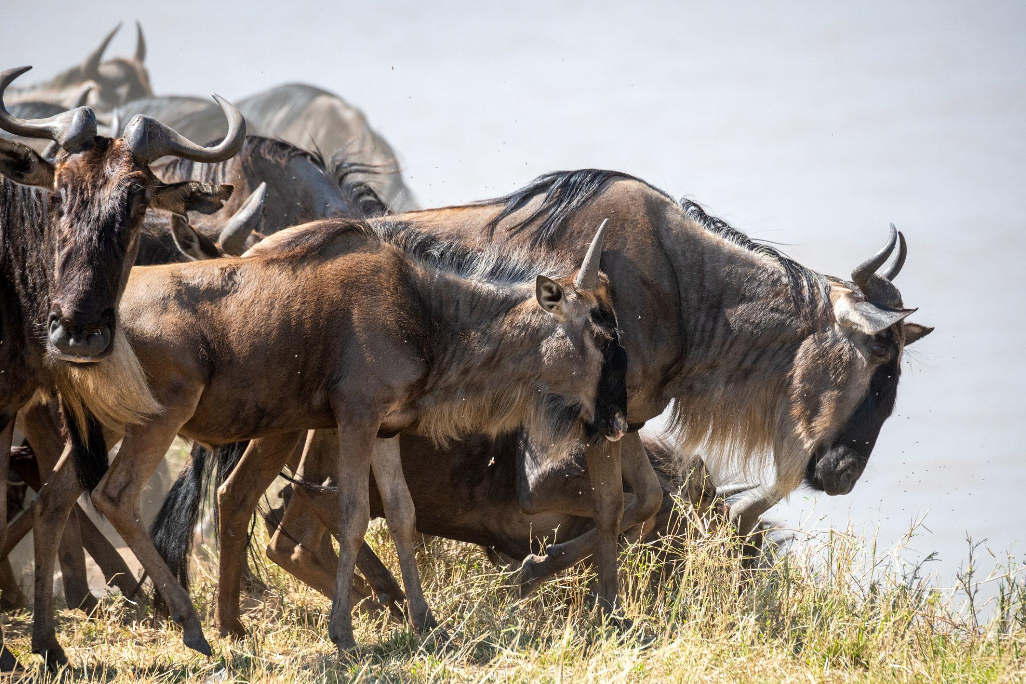 Full-Day Serengeti Safari | Big Cats & Migration
