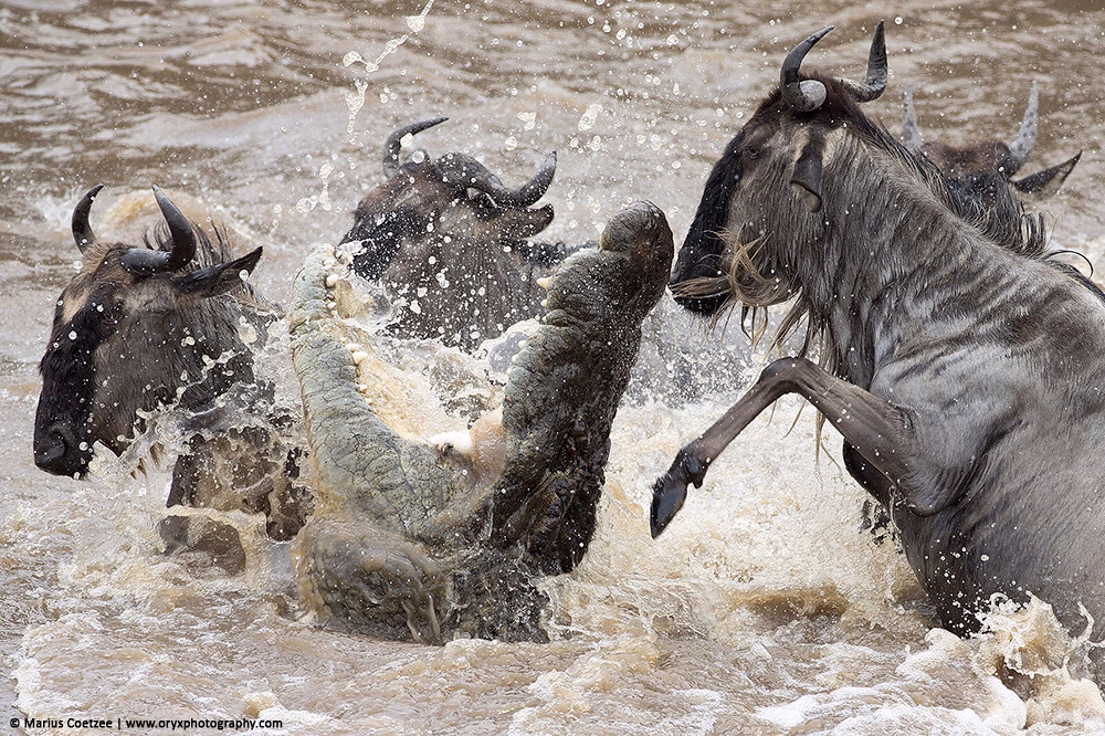 6 Days Tanzania Wilderness Escape: Serengeti, Ngorongoro & Lake Natron