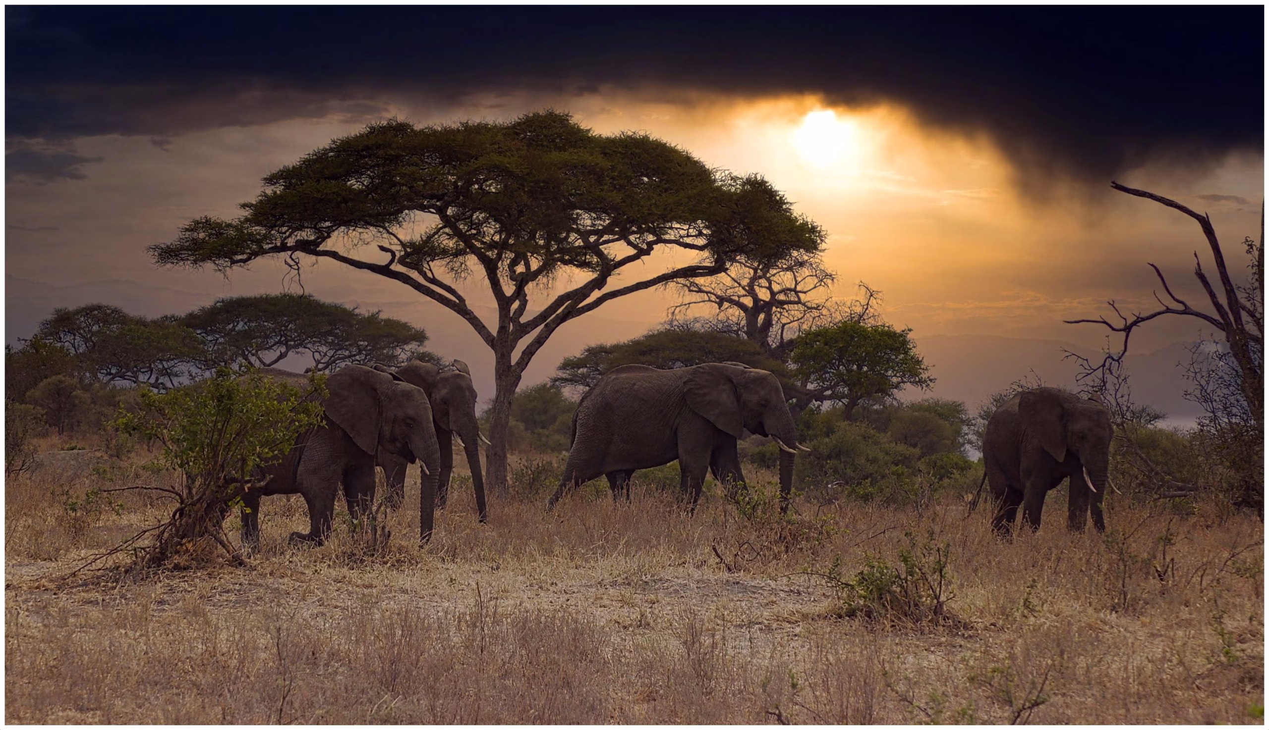 The Elephant Capital of East Africa