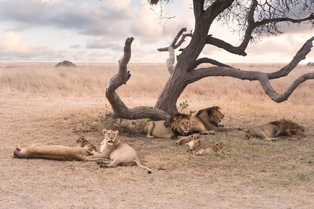 Choosing a safari