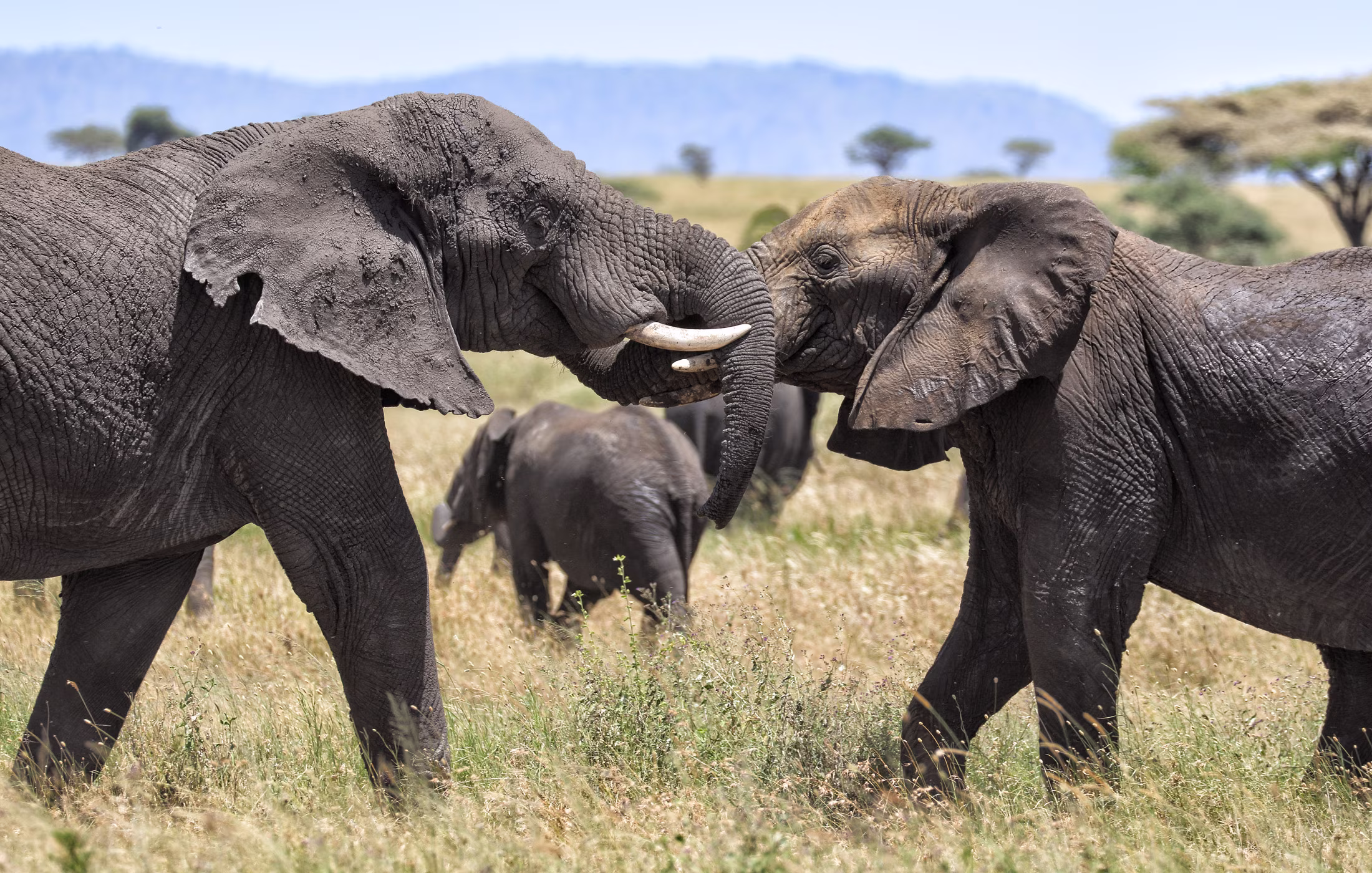Combined Kilimanjaro and Serengeti journey